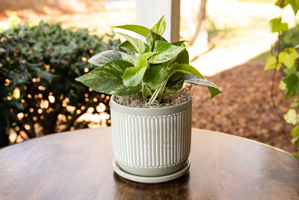 Queen Marble Pothos