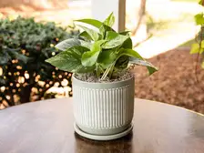 Queen Marble Pothos