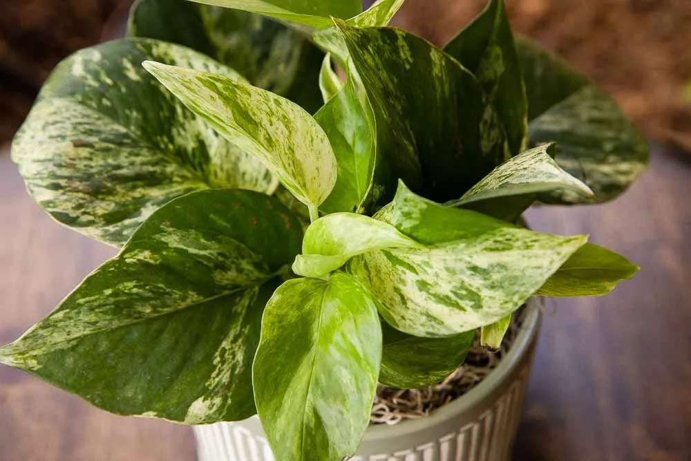 Queen Marble Pothos