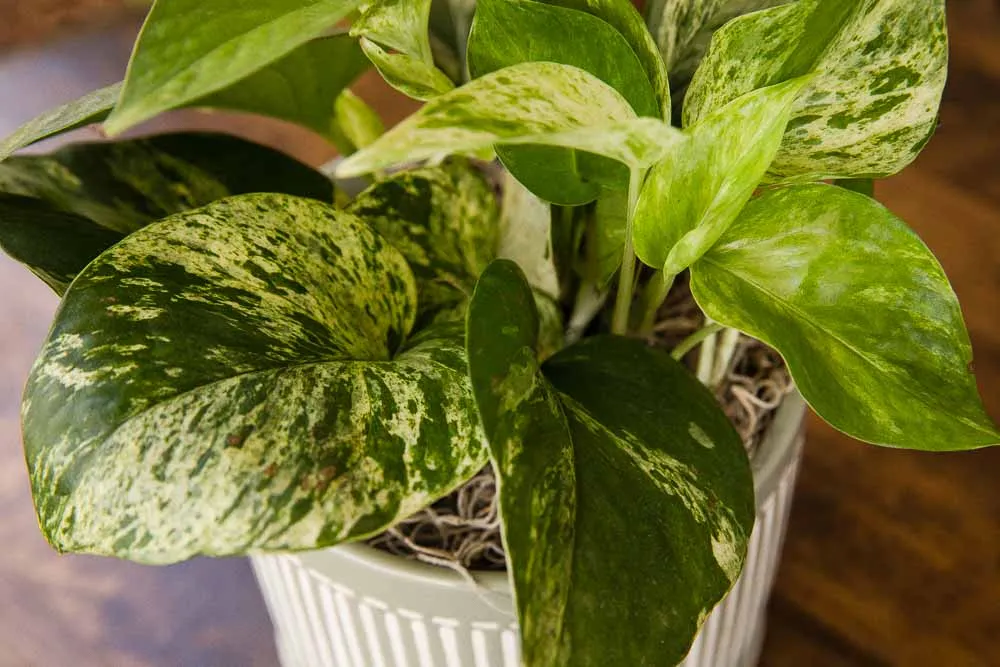 Queen Marble Pothos, view 2