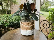 Rubber Tree Plant