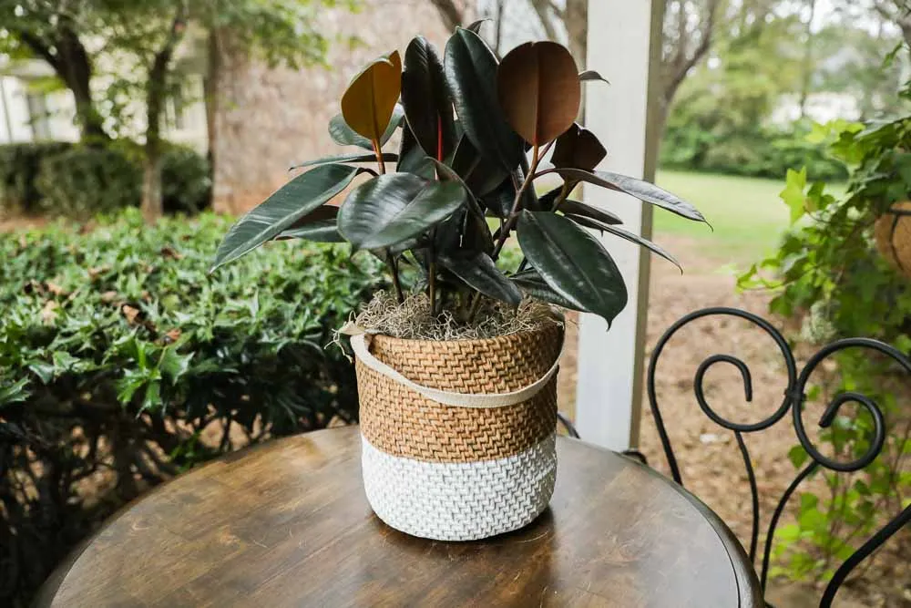 Rubber Tree Plant