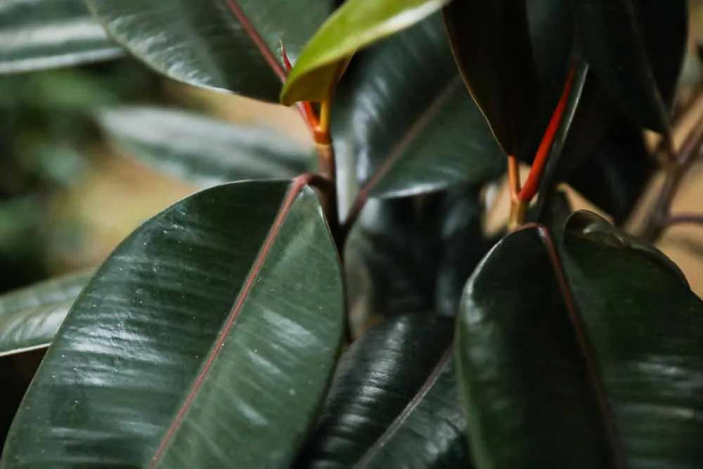 Rubber Tree Plant