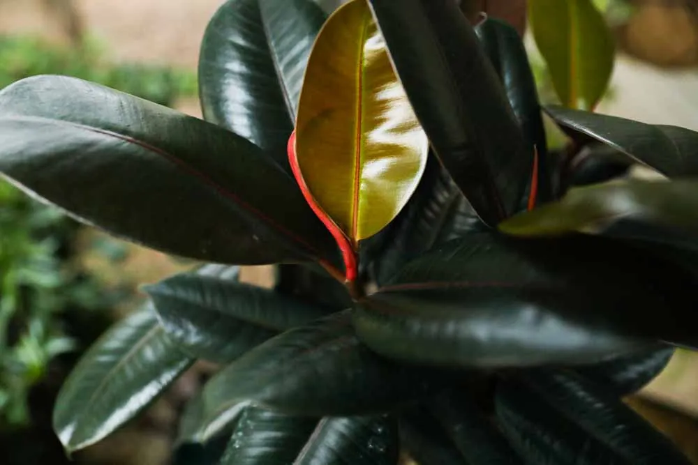 Rubber Tree Plant, view 2
