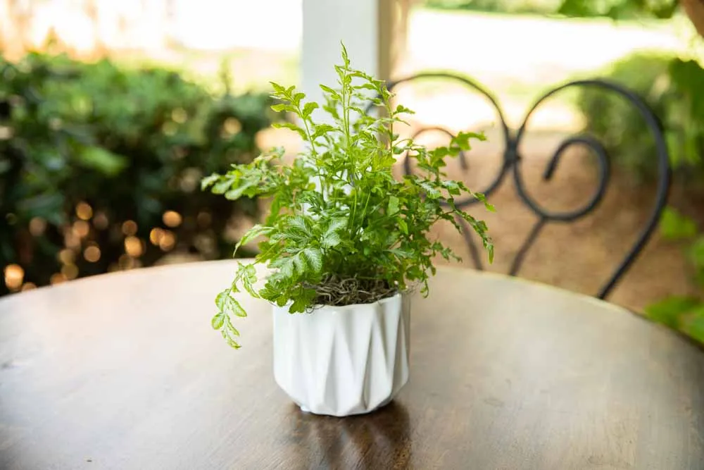 Silver Lace Fern