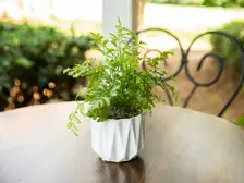 Silver Lace Fern