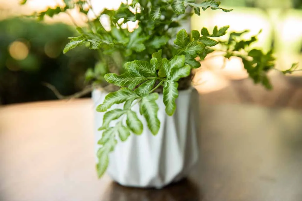 Silver Lace Fern