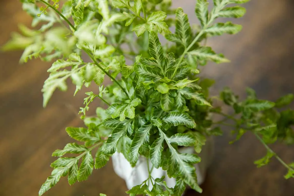 Silver Lace Fern, view 2