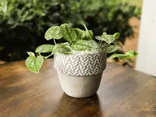 Silver Satin Pothos
