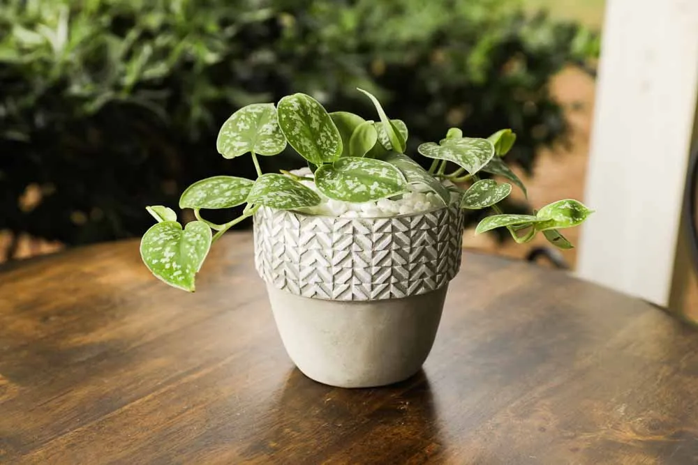 Silver Satin Pothos