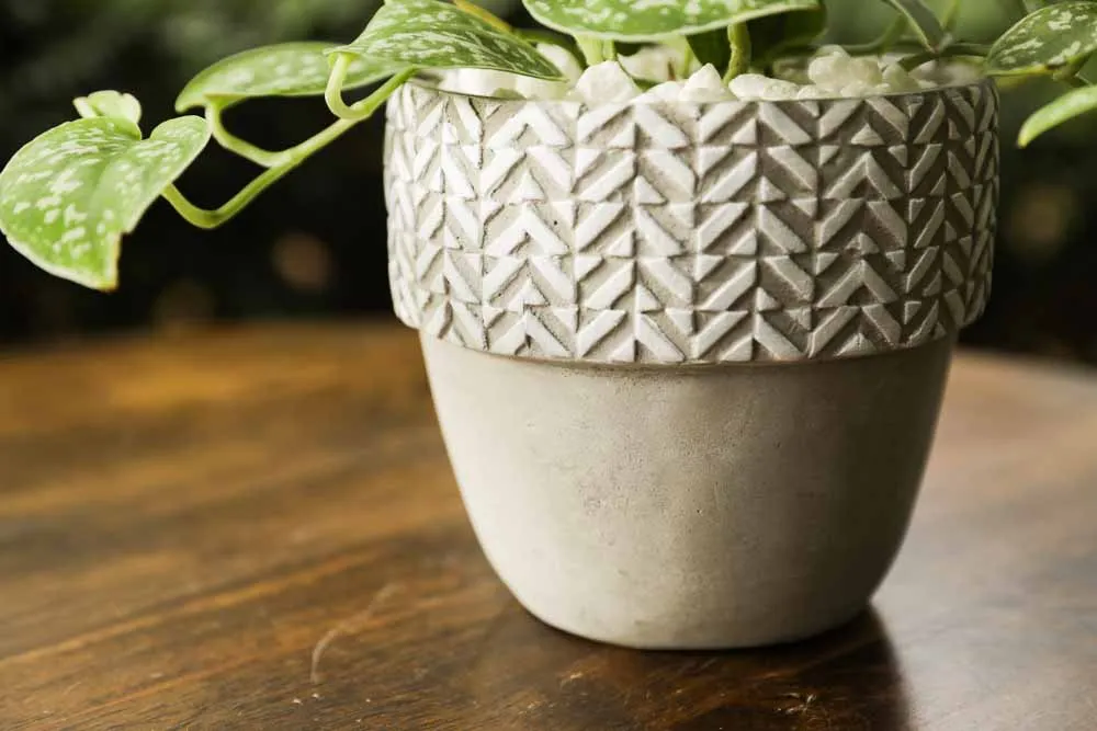 Silver Satin Pothos, view 5