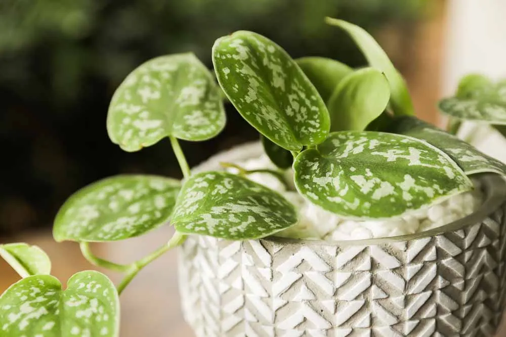 Silver Satin Pothos
