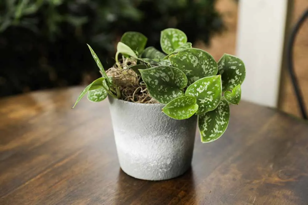 Silver Satin Pothos, view 6
