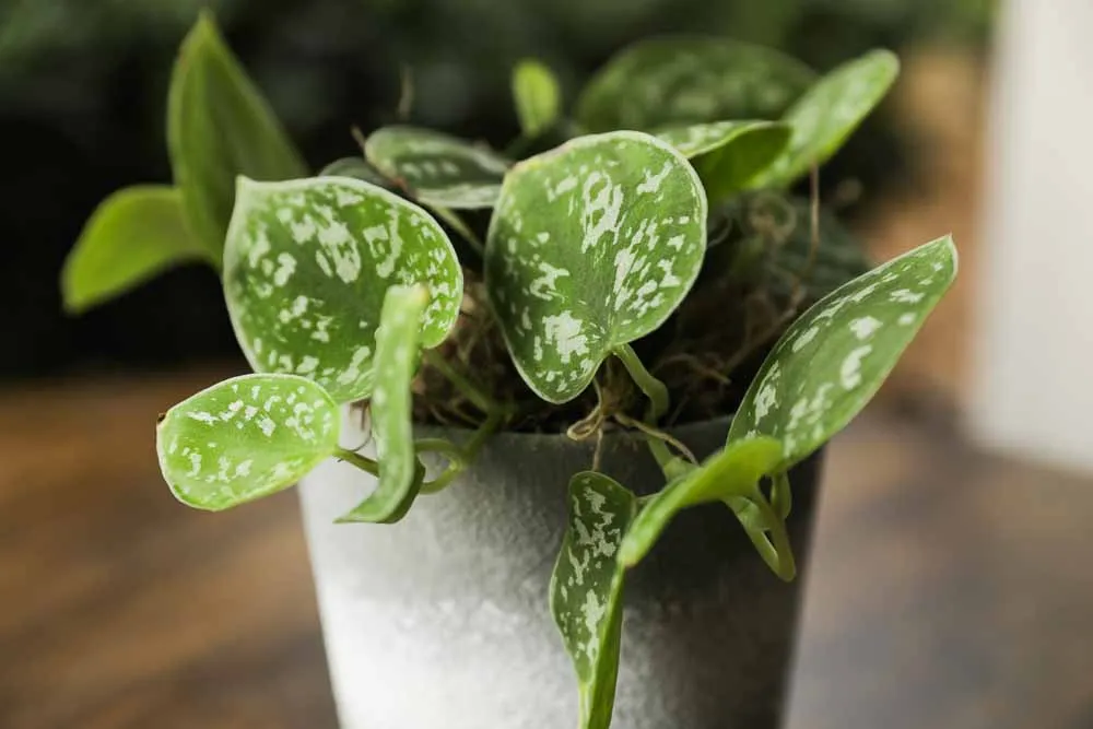 Silver Satin Pothos, view 7