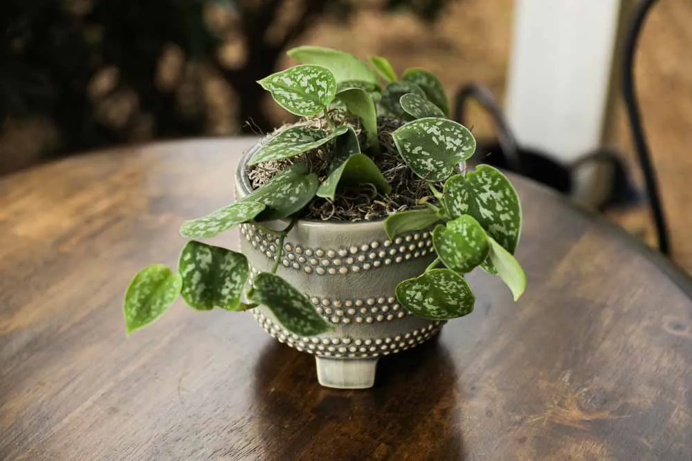 Silver Satin Pothos, view 2