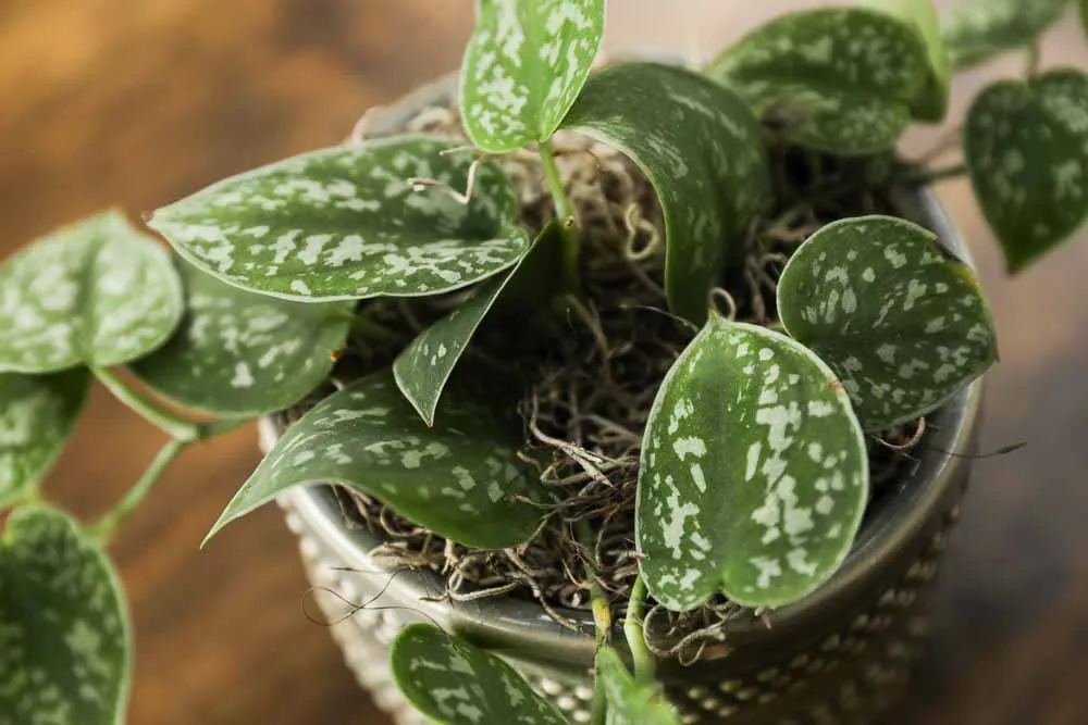Silver Satin Pothos, view 3