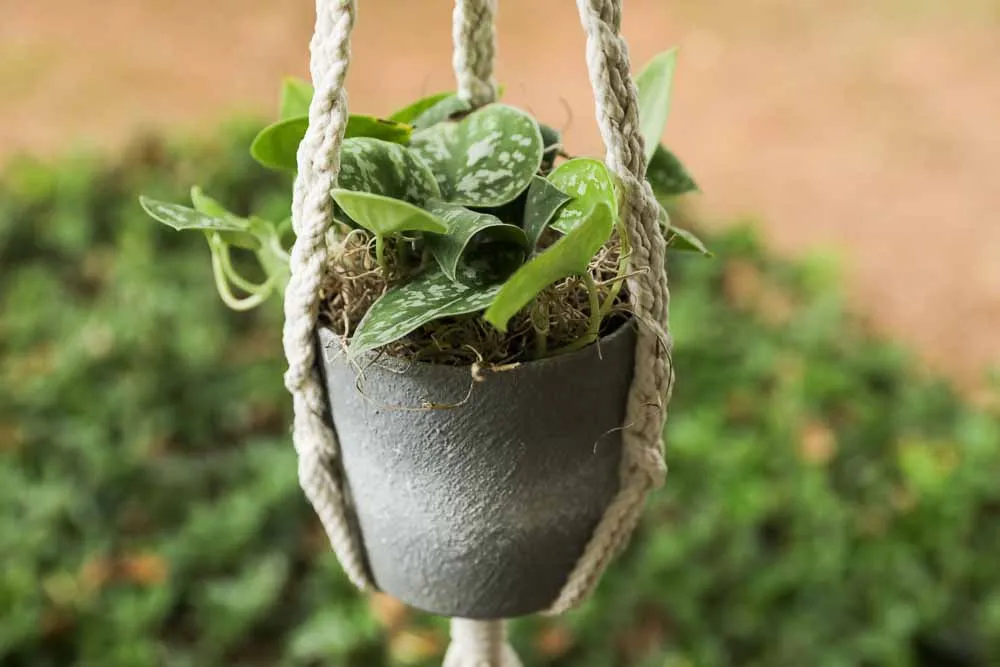 Silver Satin Pothos, view 9