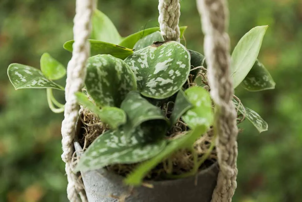 Silver Satin Pothos, view 4