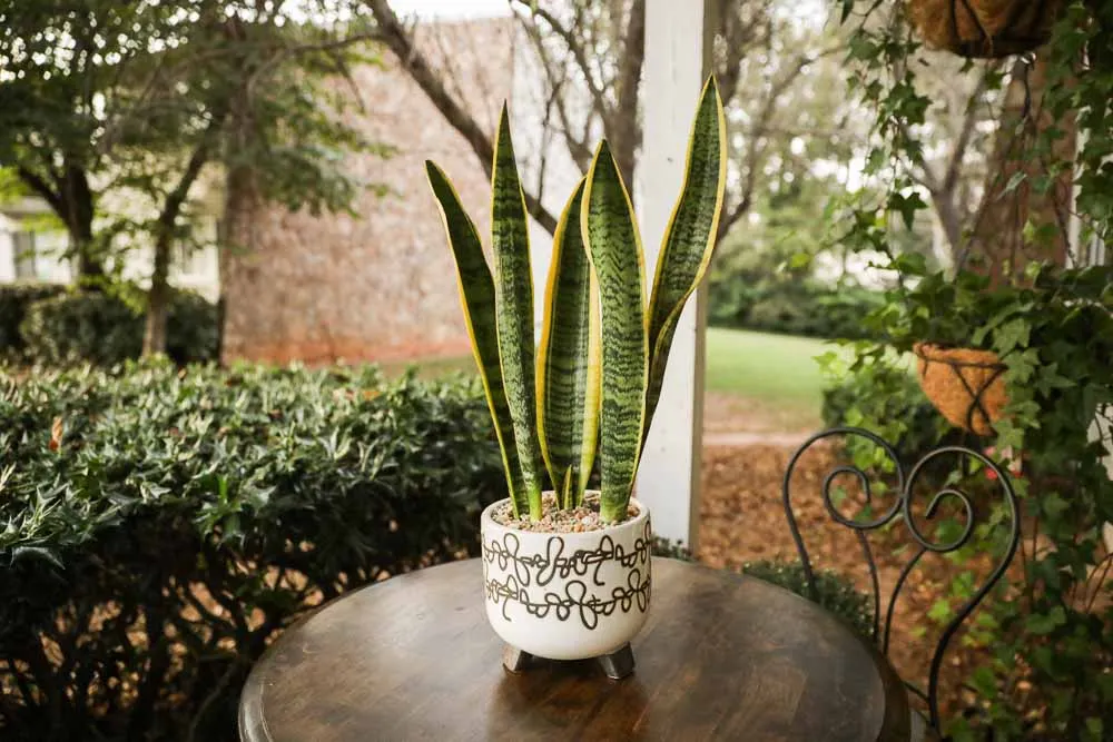 Snake Plant, view 2