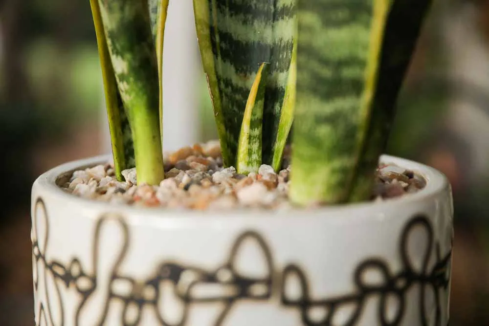 Snake Plant, view 3