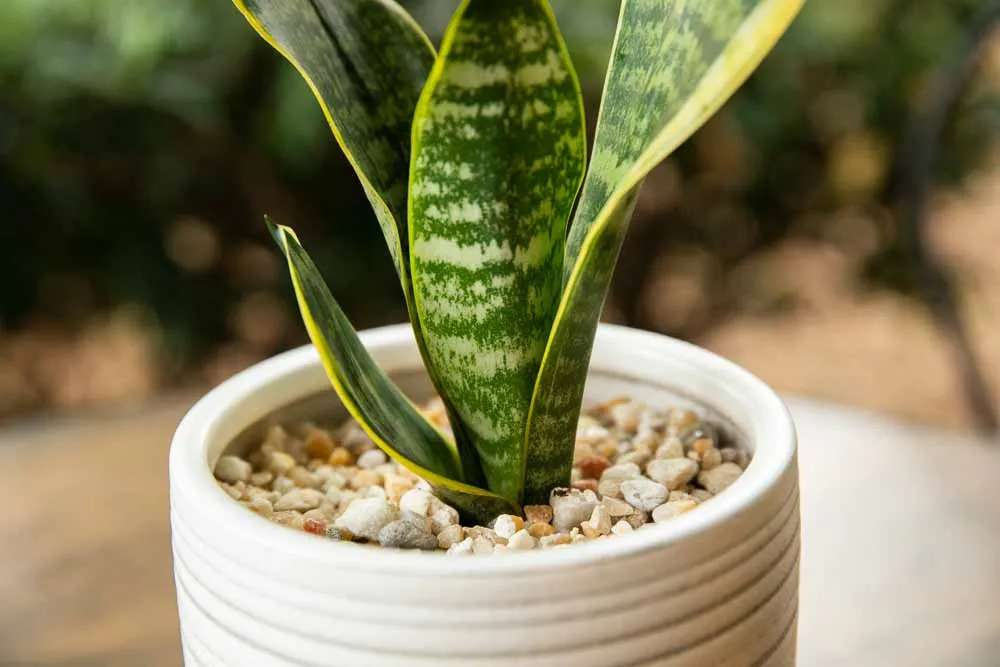 Snake Plant