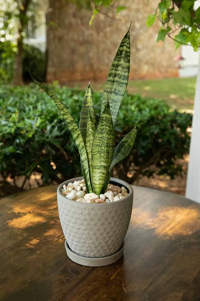 Snake Plant