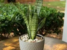 Snake Plant