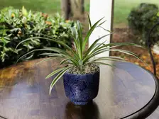 Spider Plant