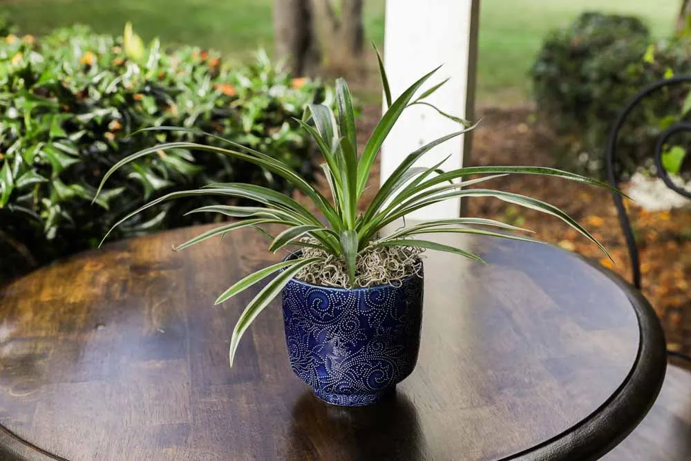 Spider Plant