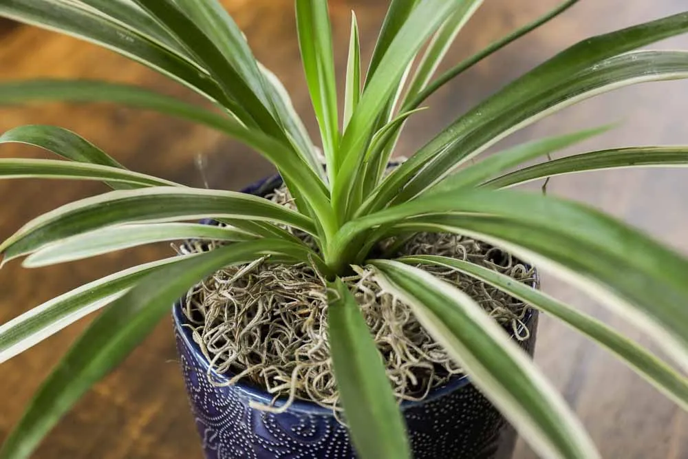 Spider Plant