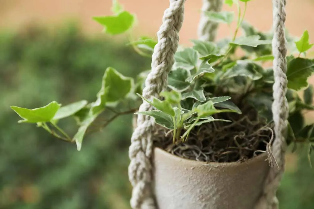 Ivy, view 2