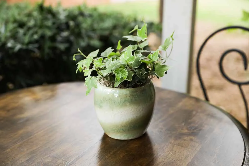 Ivy