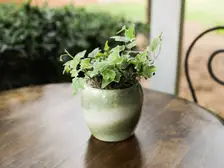 Ivy