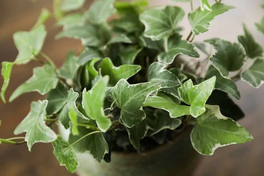 Ivy