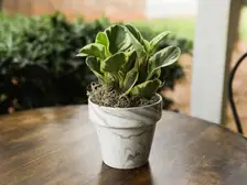 Peperomia