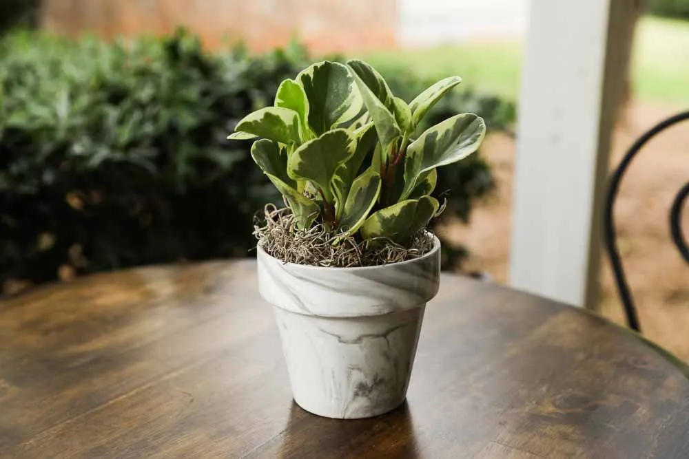 Peperomia