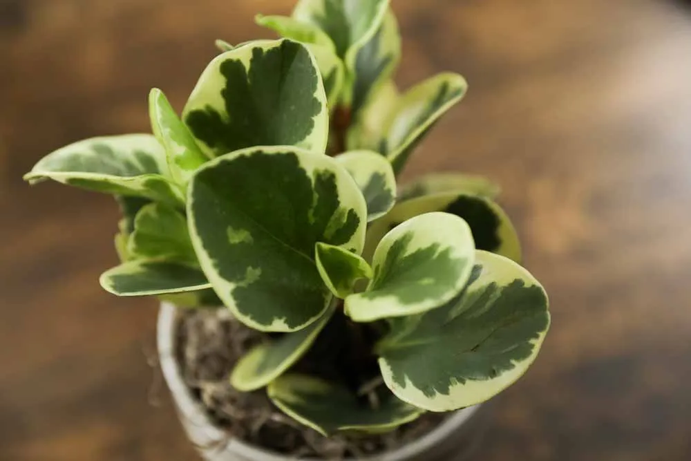 Peperomia