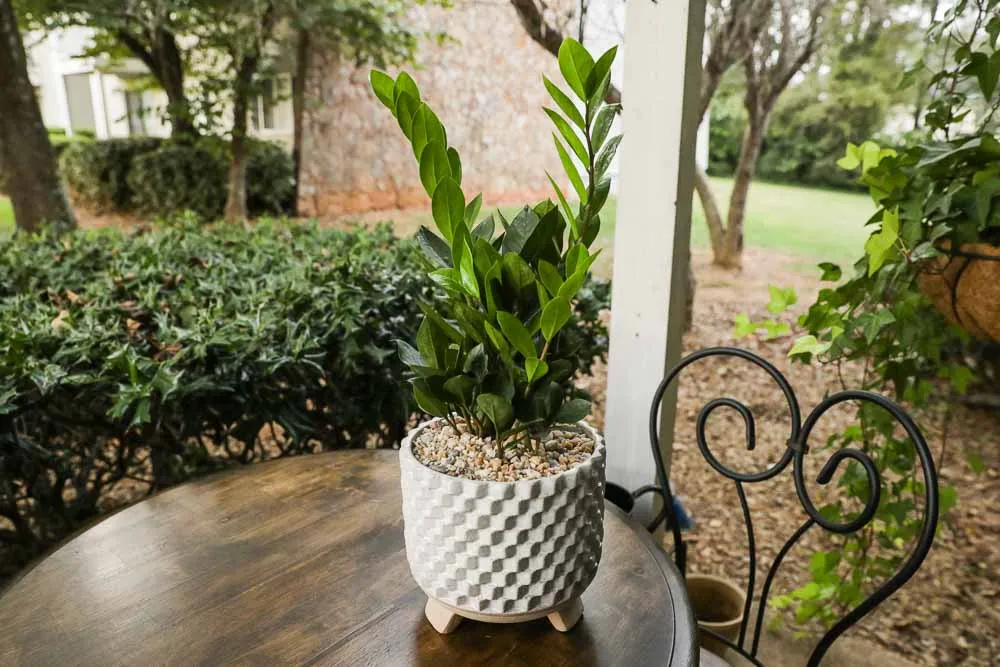 ZZ Plant