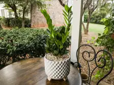 ZZ Plant