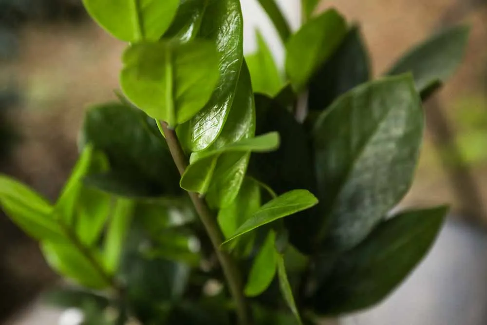 ZZ Plant
