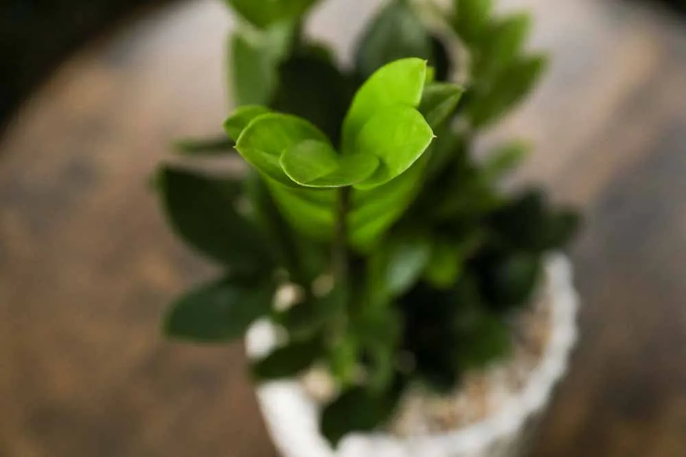 ZZ Plant, view 2