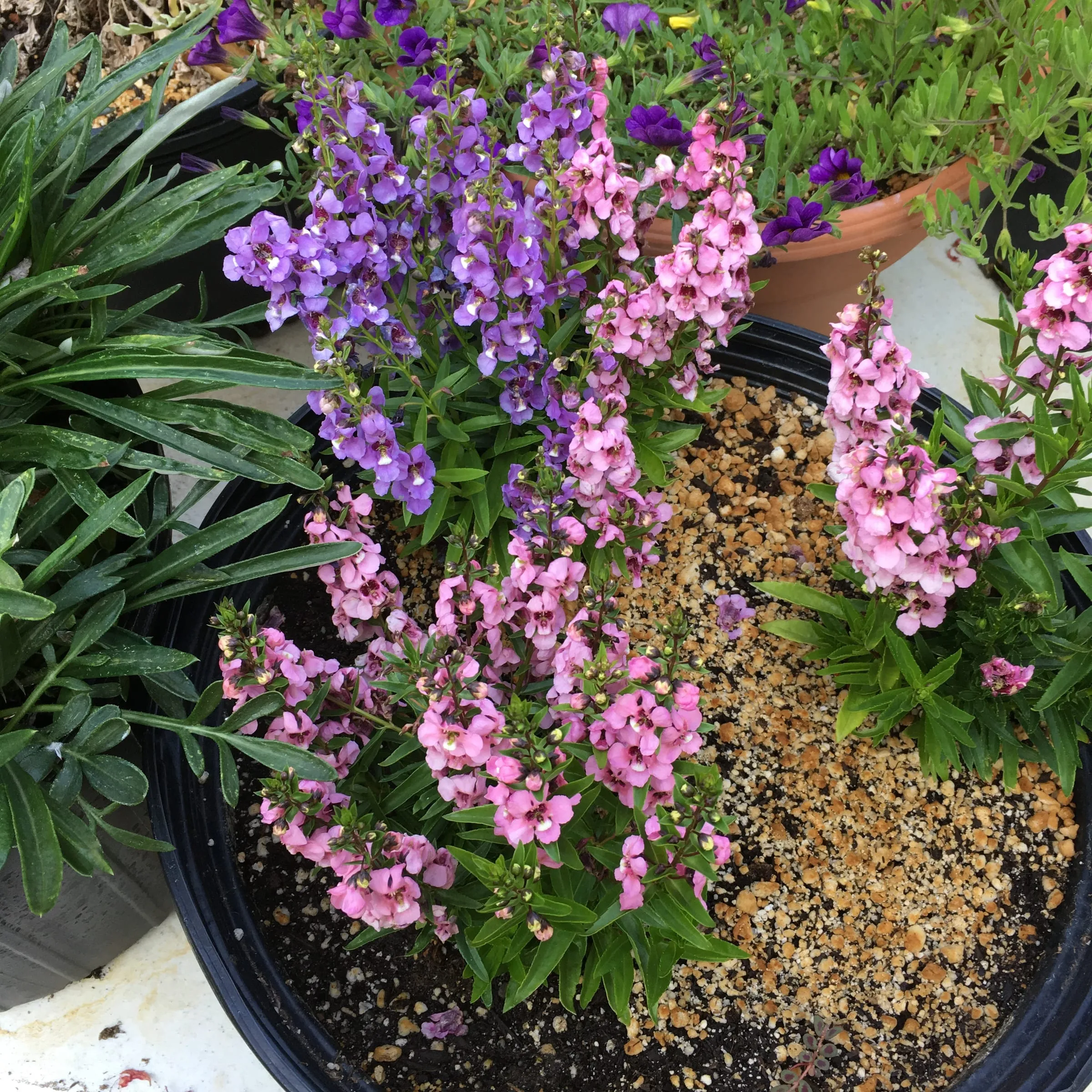 Upright spikes of purple and pink Serenita angelonia flowers