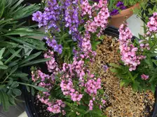 Upright spikes of purple and pink Serenita angelonia flowers