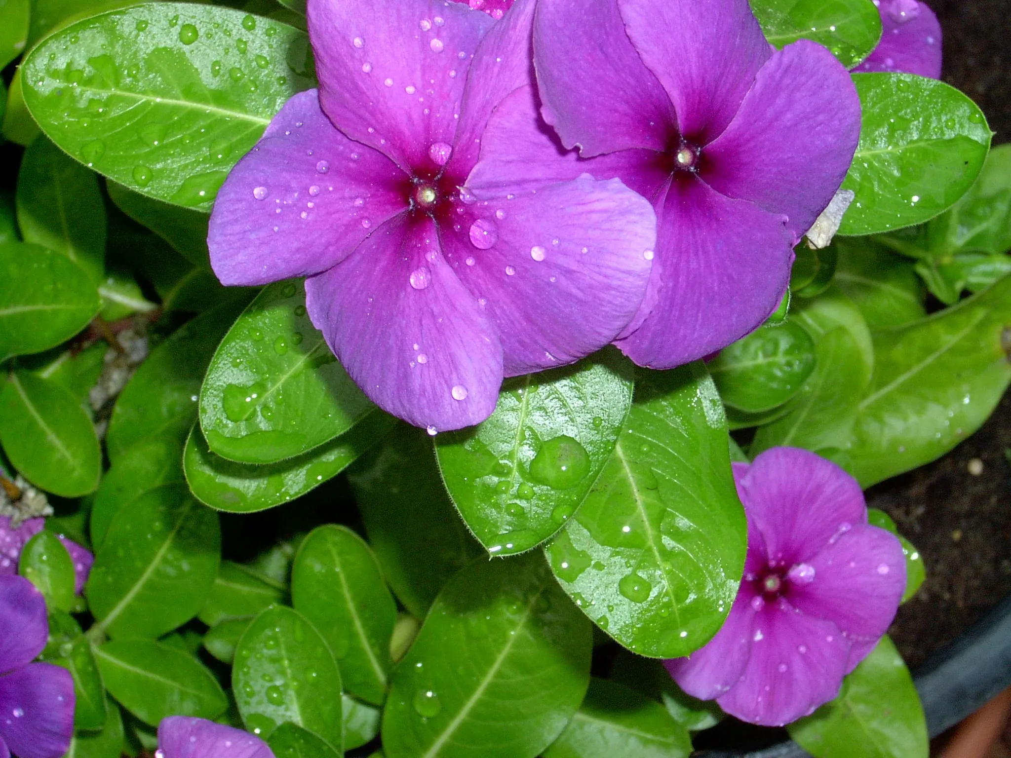 Purple-pink annual vinca flowers with dew drops over glossy green leaves