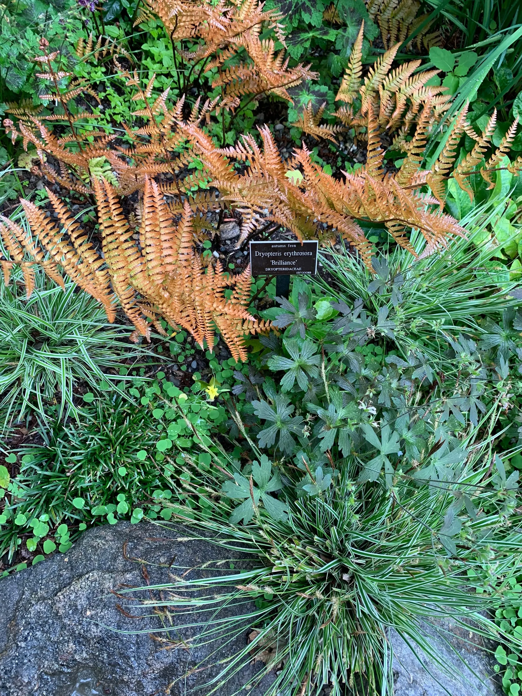 New coppery orange fronds of autumn fern (the 'Brilliance' selection) rising above green foliage in a shaded rock garden