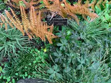 New coppery orange fronds of autumn fern (the 'Brilliance' selection) rising above green foliage in a shaded rock garden