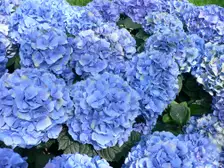 Round blue mophead hydrangea flower clusters over broad green leaves at a public garden