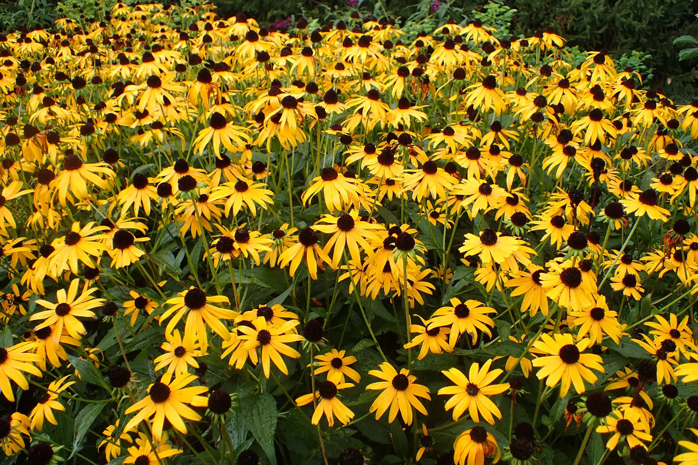 A bed of 'Goldsturm' black-eyed Susans, golden yellow daisies with dark brown centers
