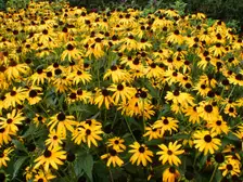 A bed of 'Goldsturm' black-eyed Susans, golden yellow daisies with dark brown centers