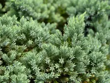 A low, dense mound of silvery blue 'Blue Star' juniper in a garden bed